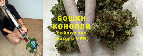 прущие грибы Гусиноозёрск